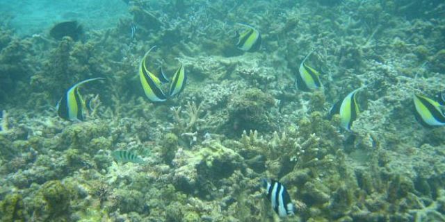 Underwater sea walk mauritius (8)
